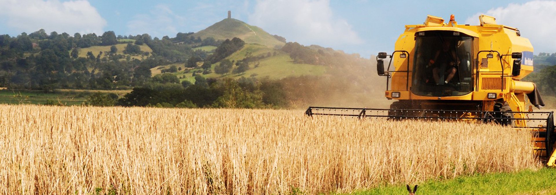 Corn Field